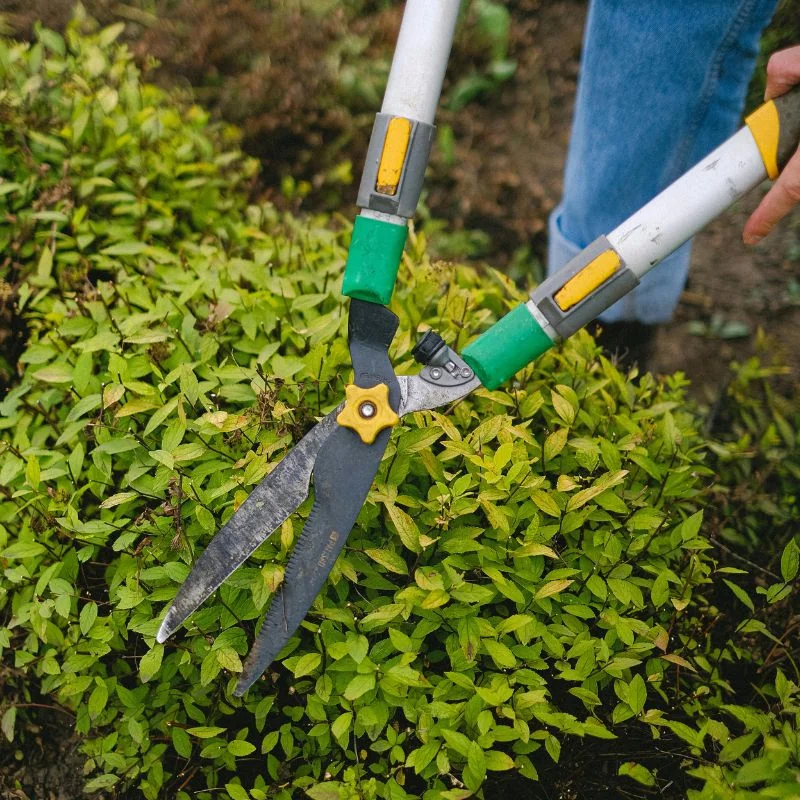 Hedge trimming and garden maintenance service Tampa