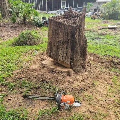 Large tree stump after cutting and removal process Tampa