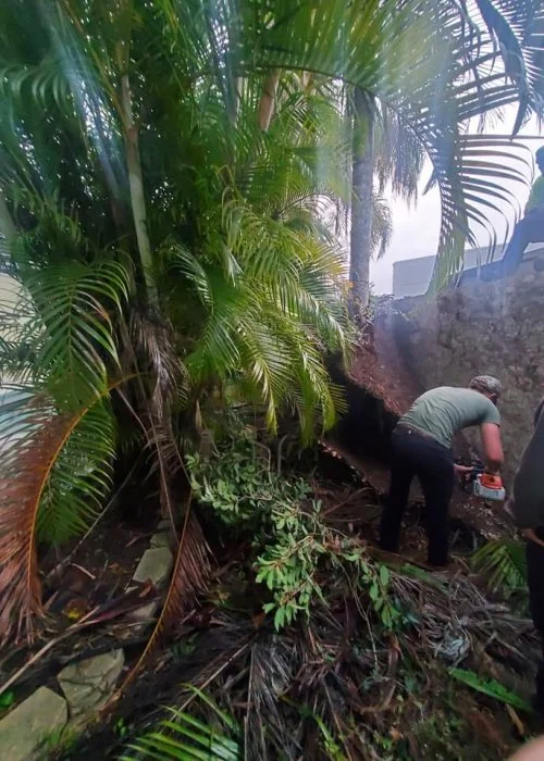 Worker trimming trees and clearing overgrown area Tampa