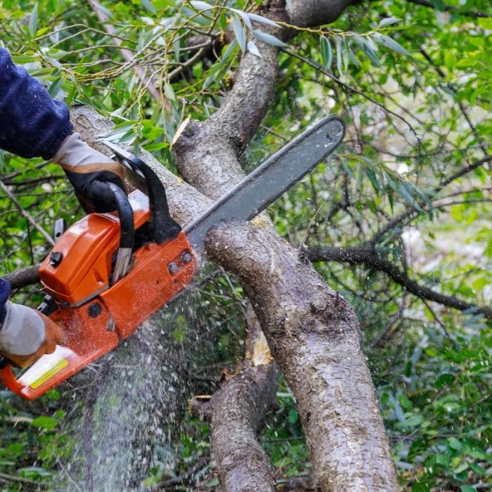 Arborist using a chainsaw to trim a tree branch for safety and tree health