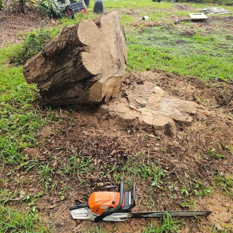 Removed tree root and stump placed on ground Tampa