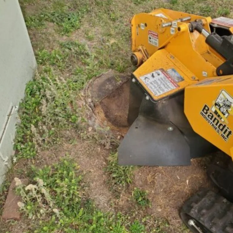Stump grinding machine removing tree stump in Tampa yard