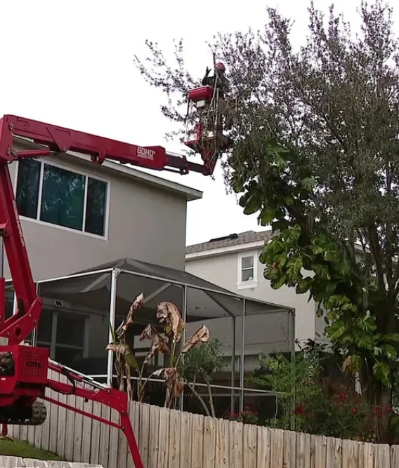Professional stump grinding and tree service in Brandon FL residential neighborhood