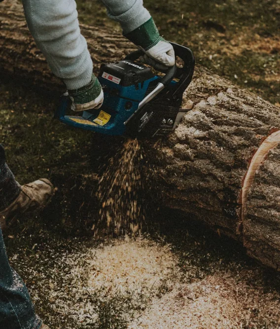 Professional stump grinding and tree service in Valrico FL residential neighborhood