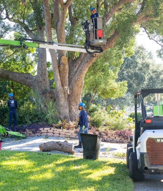 Professional stump grinding and tree service in Seffner and Temple Terrace FL residential neighborhood