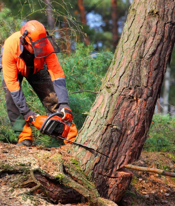 Professional stump grinding and tree service in Lutz FL residential neighborhood