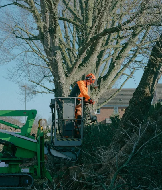 Professional stump grinding service in Tampa FL residential yard
