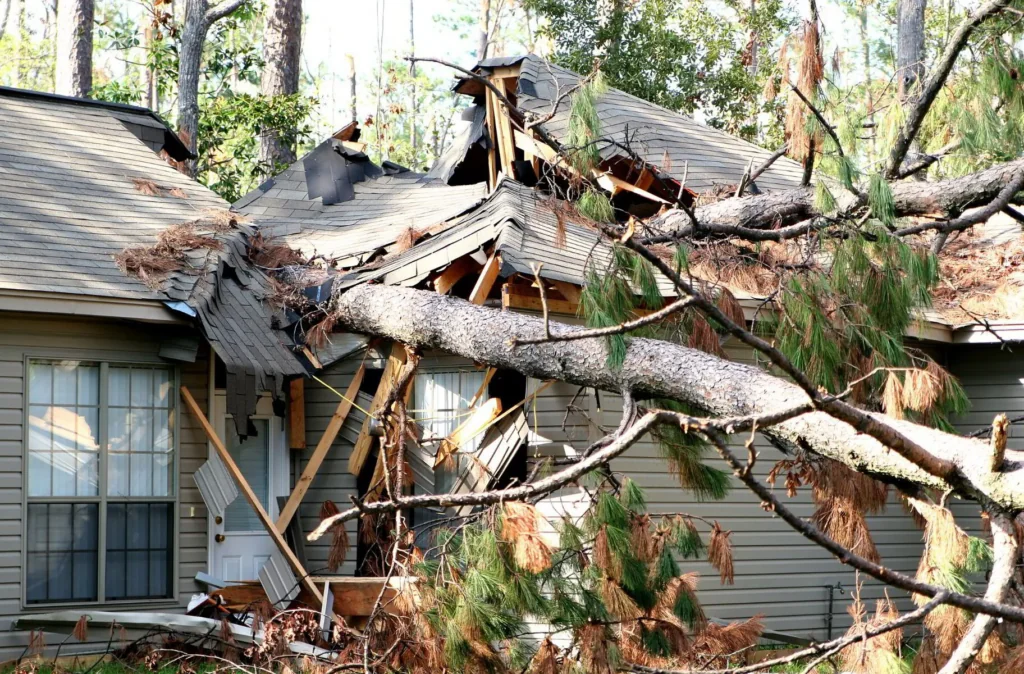Tree removal risk near house without professional equipment Top 7 Reasons Tampa Homeowners Choose Professional Tree Removal