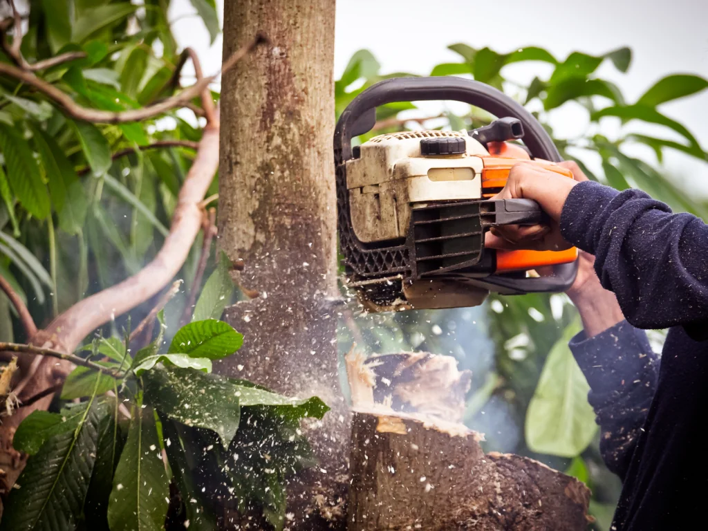 Traditional vs modern tree removal methods comparison