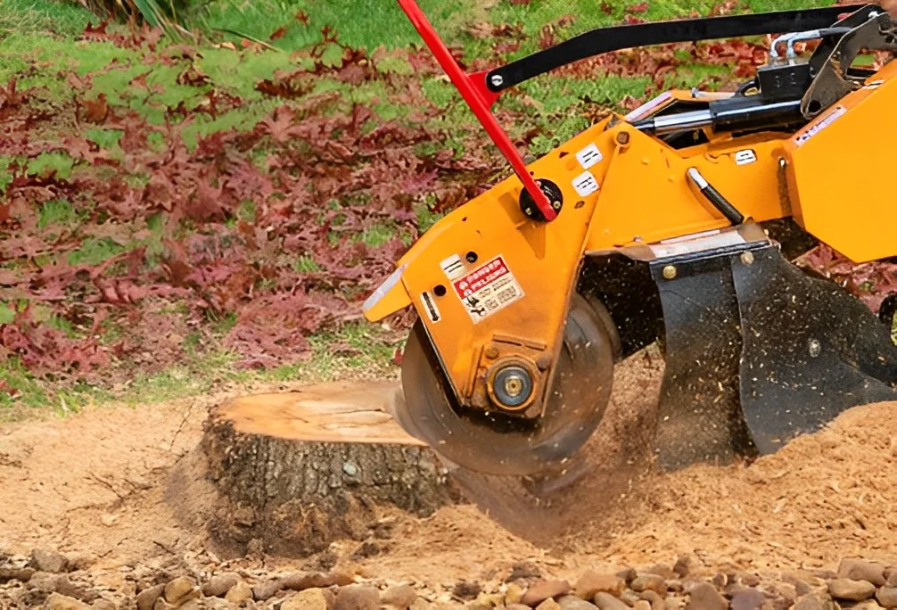 Stump grinding machine removing tree stump into wood chips