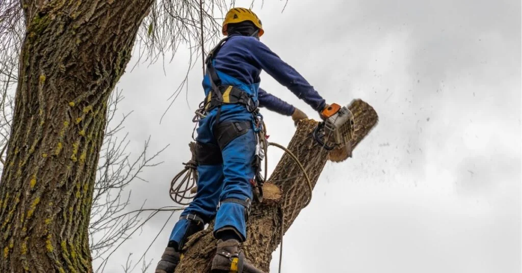 Arborist cutting tree top using safety gear Tampa