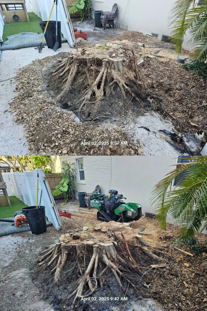 Tree roots removed and exposed after stump removal