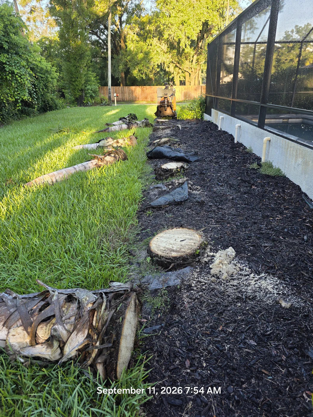 Row of palm stumps ground level beside a Tampa pool enclosure