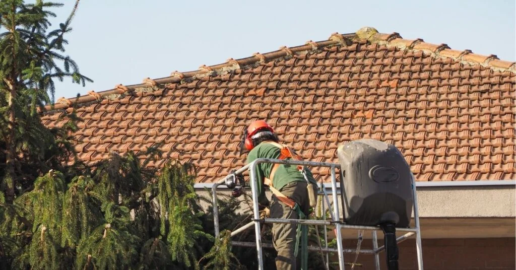Tree trimming using ladder and safety gear Tampa