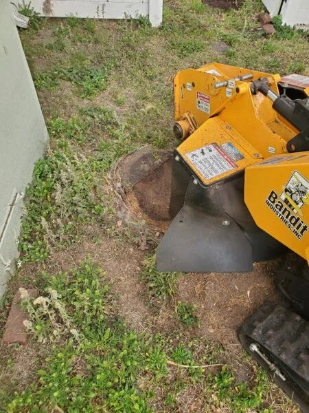 Close-up of stump grinding machine removing tree stump