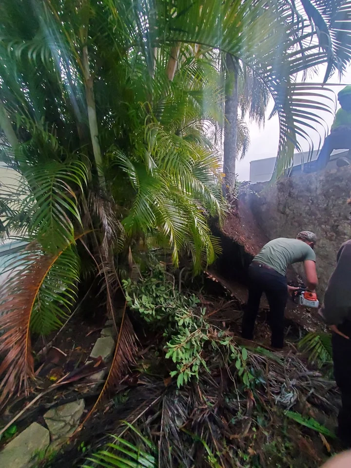 Worker performing tree trimming in garden area