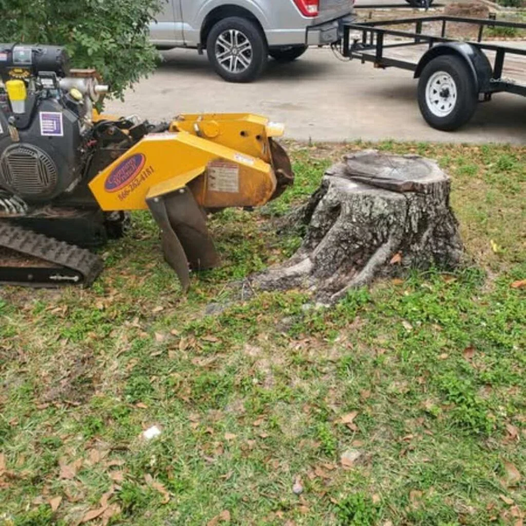 Stump grinding machine removing tree stump in Tampa yard