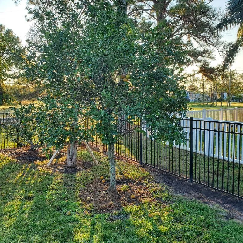 Tree pruning and fence line cleanup Tampa backyard