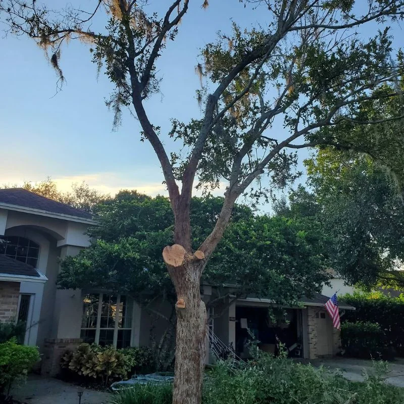 Tree pruning and shaping in front yard Tampa