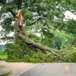 Fallen tree blocking road after storm damage Tampa