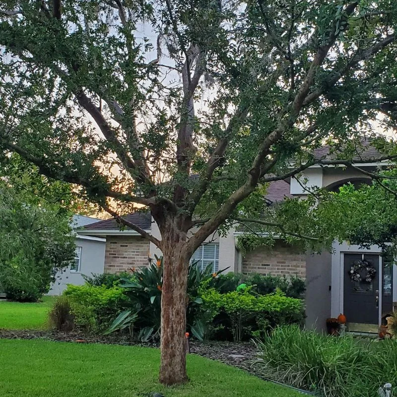 Residential tree trimming and lawn maintenance Tampa