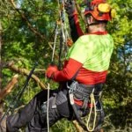 Professional arborist climbing tree for trimming Tampa