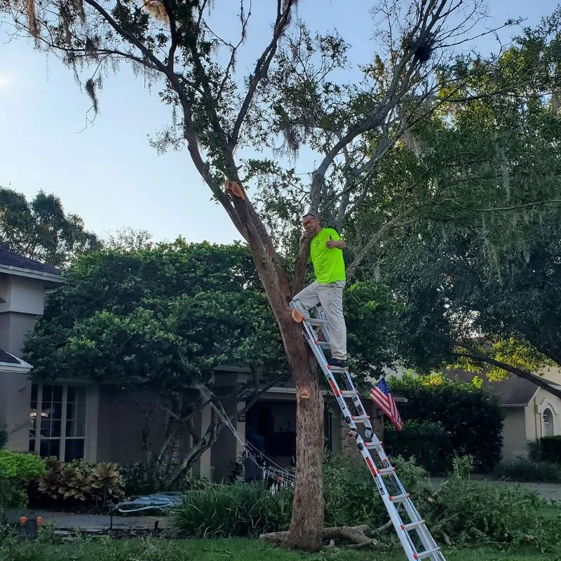Worker trimming tree using ladder in residential area Tampa