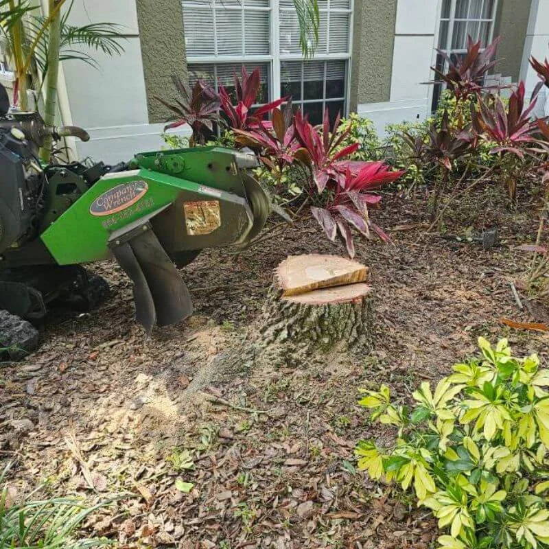Stump grinding machine removing tree roots in Tampa yard
