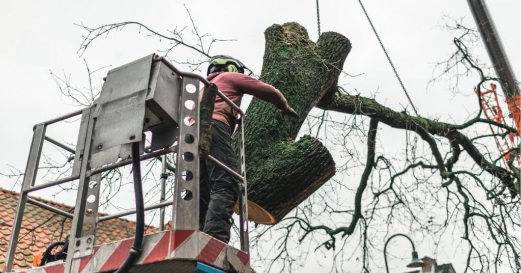Worker cutting tree trunk from elevated platform Tampa