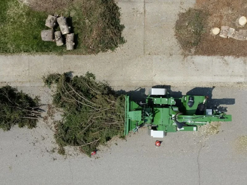 Professional tree removal and pruning service in Brandon FL suburban neighborhood