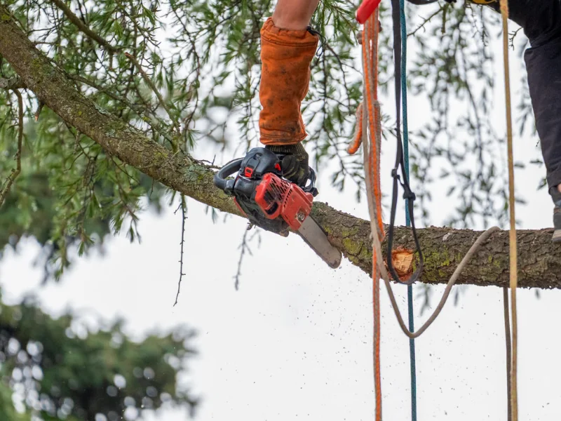 Tree trimming and pruning service in Wesley Chapel FL by professional arborist
