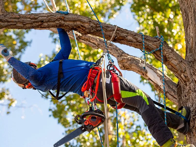 Professional arborist cutting tree branches using ropes and safety gear Tampa