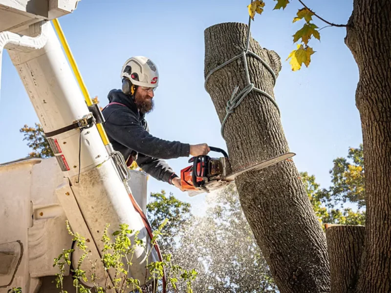 Tree trimming and pruning service in Valrico FL residential property by professional arborist