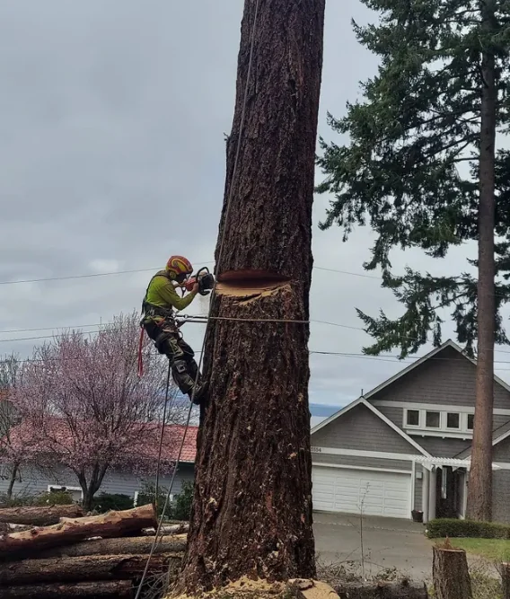 arborist cutting large tree near residential home in Wesley Chapel Florida
