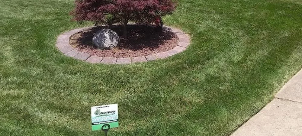 Lawn after stump grinding with smooth and leveled ground