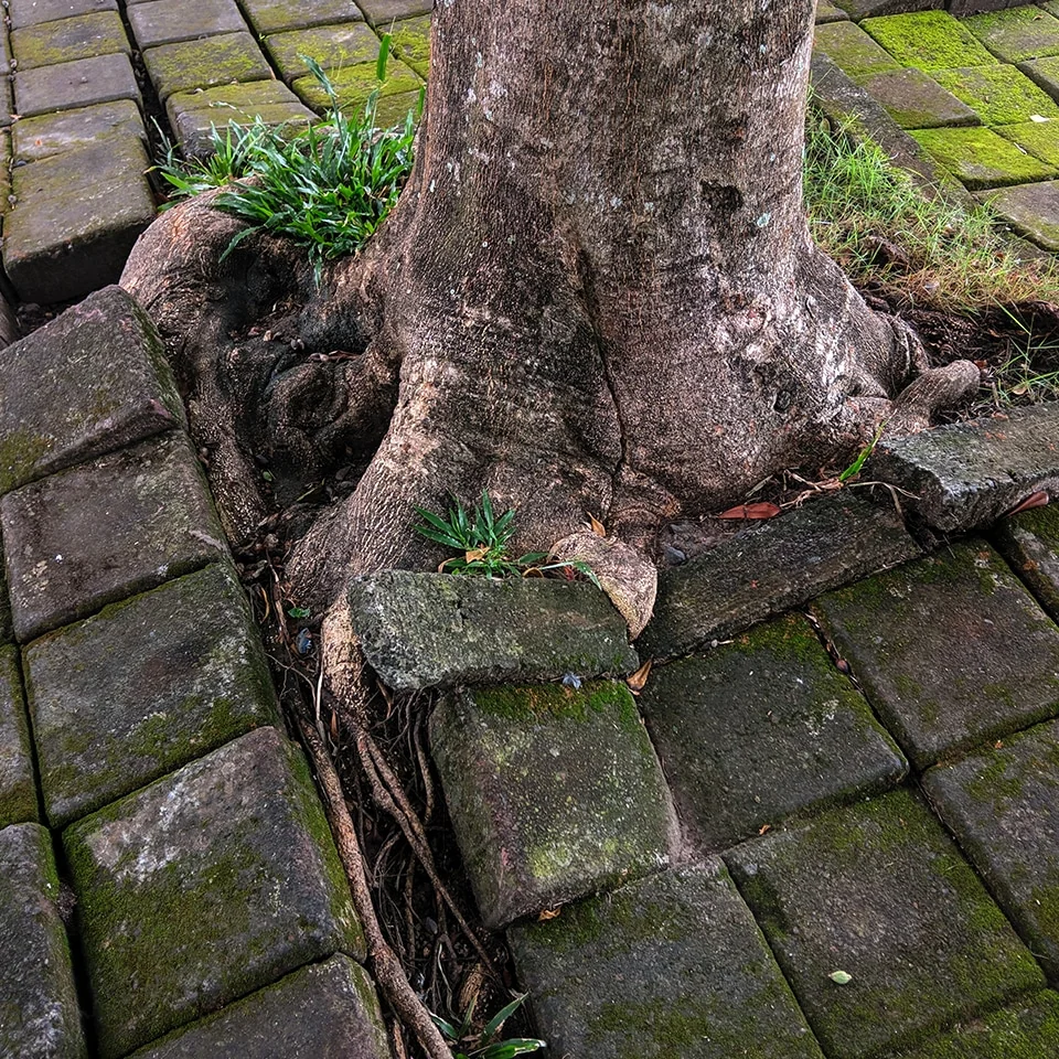 Tree roots causing damage to pavement and underground structures
