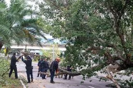 Storm damaged trees in Tampa due to root saturation