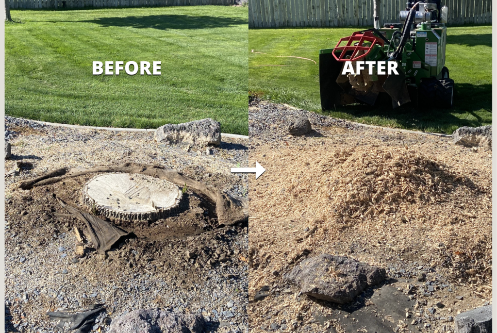 Difference between stump grinding and stump removal results in yard