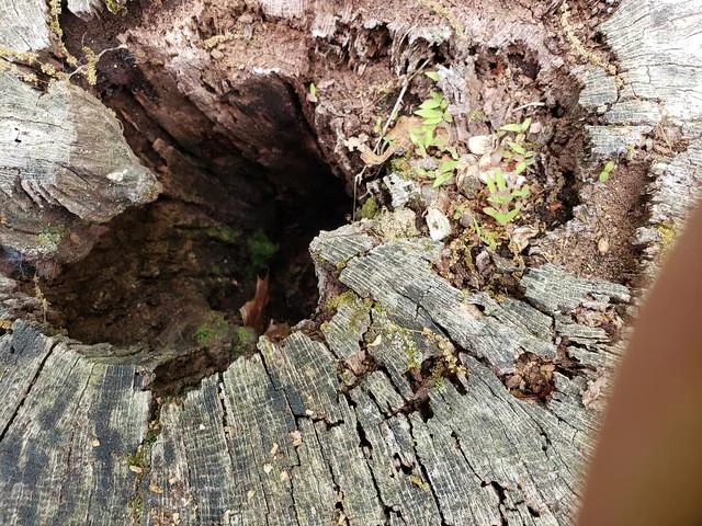 Termites and insects infesting a decaying tree stump near residential area