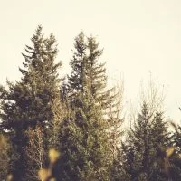 Tall trees in natural landscape environment Tampa