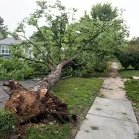 Fallen tree removal and cleanup in residential area Tampa